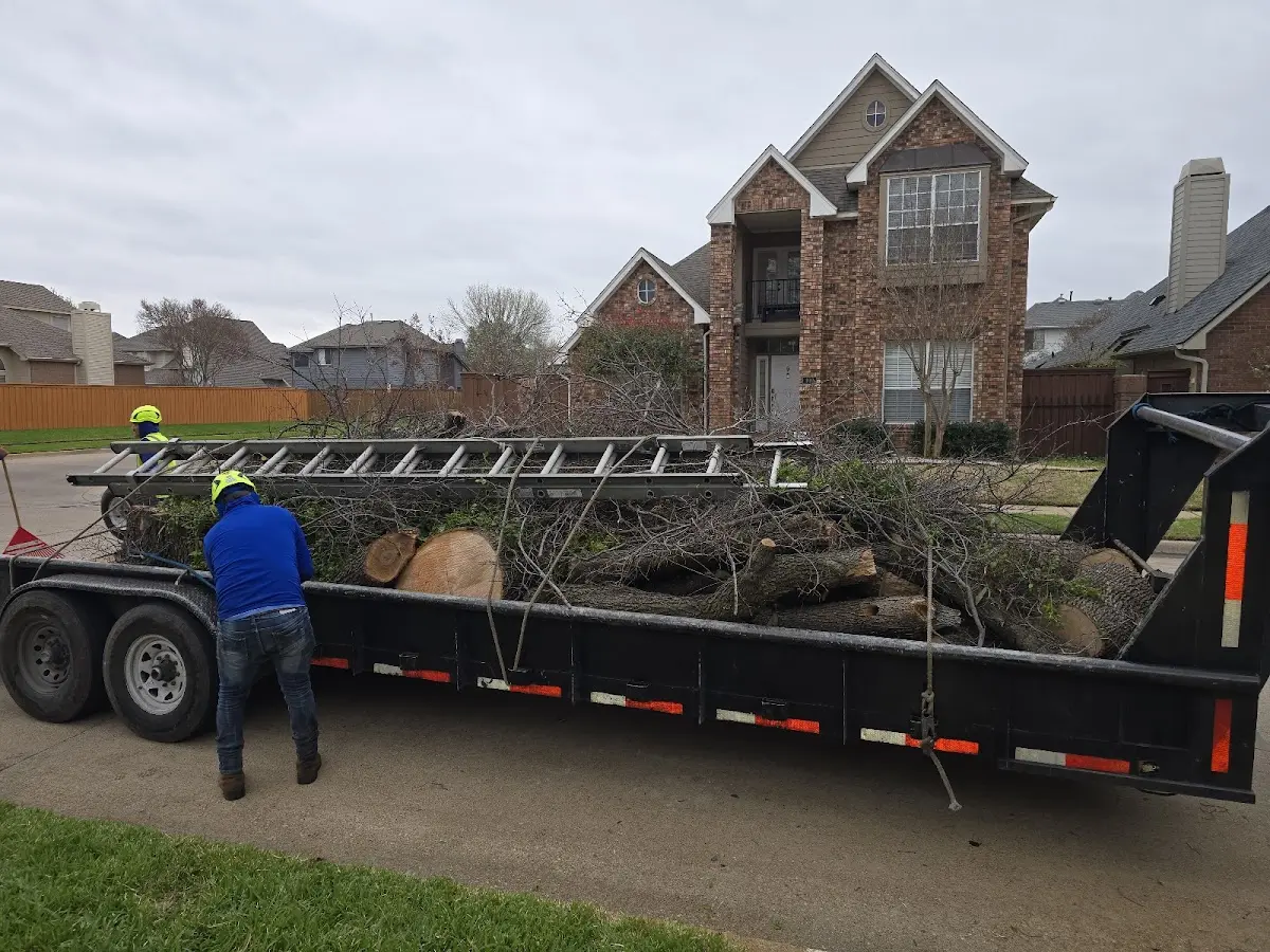 Expert Tree Removal with proper safety equipment in Antelope
